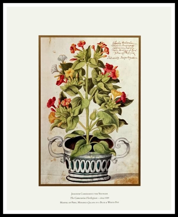 ICS C243 Marvel of Peru